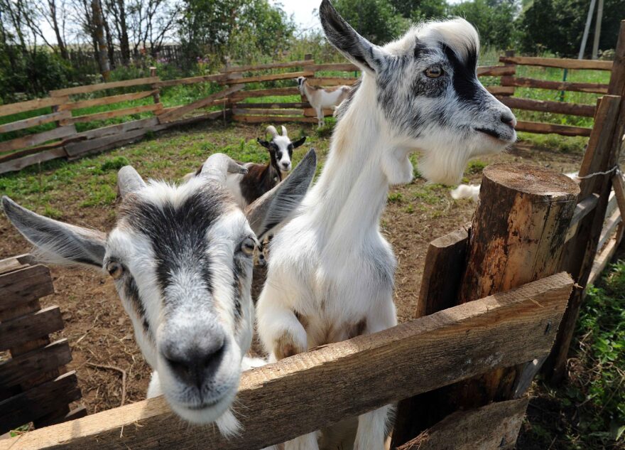 Фермеры Тверской области вновь смогут получить грант «Агростартап»