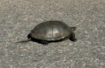 В Тверской области заметили «мигрирующую» черепаху В Тверской области заметили «мигрирующую» черепаху