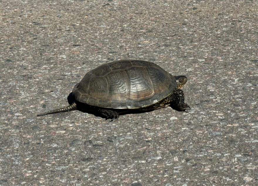В Тверской области заметили «мигрирующую» черепаху