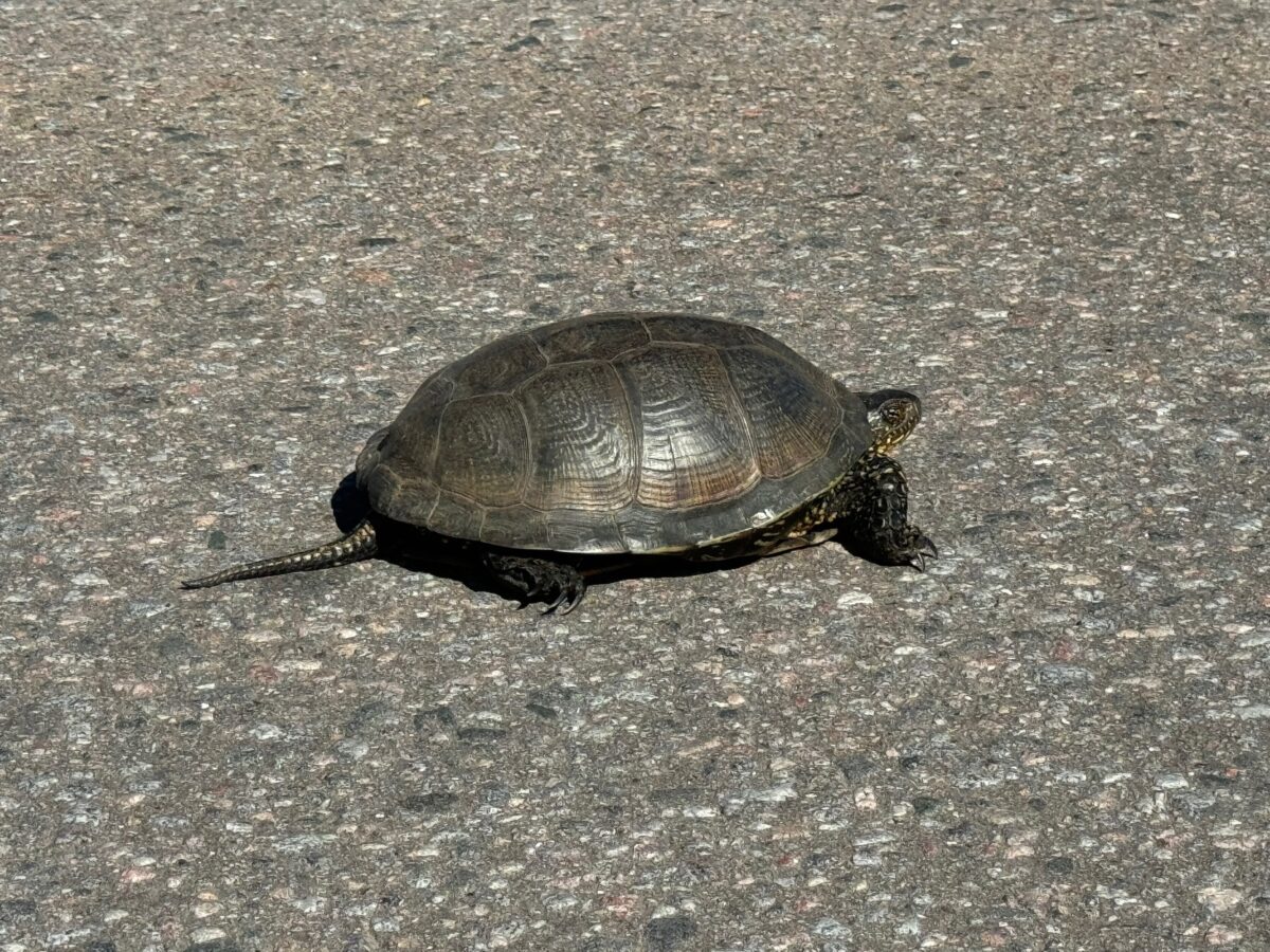 В Тверской области заметили «мигрирующую» черепаху