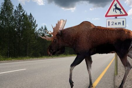 Тверским водителям объяснили, что делать при встрече с диким животным на трассе