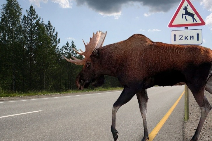Тверским водителям объяснили, что делать при встрече с диким животным на трассе