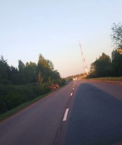 Ранним утром в Тверской области по трассе гуляли олени