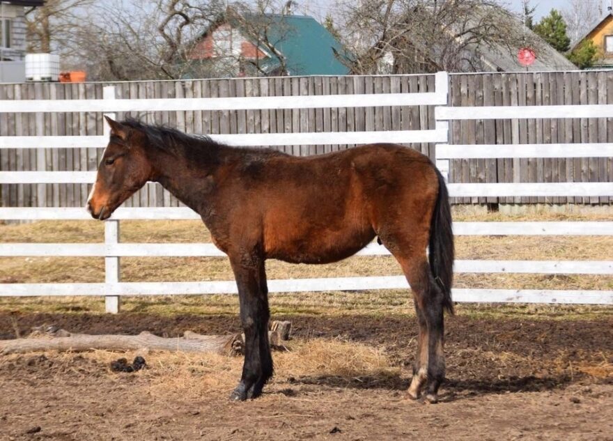 В Тверской области ищут сбежавших жеребёнка и пони