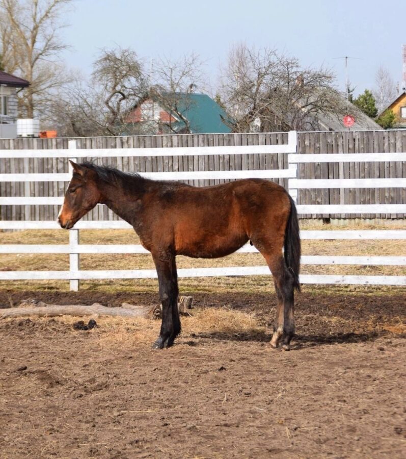В Тверской области ищут сбежавших жеребёнка и пони