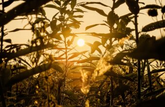 В Тверскую область раньше времени приходит лето