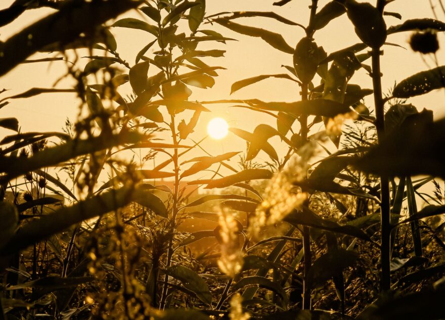 В Тверскую область раньше времени приходит лето