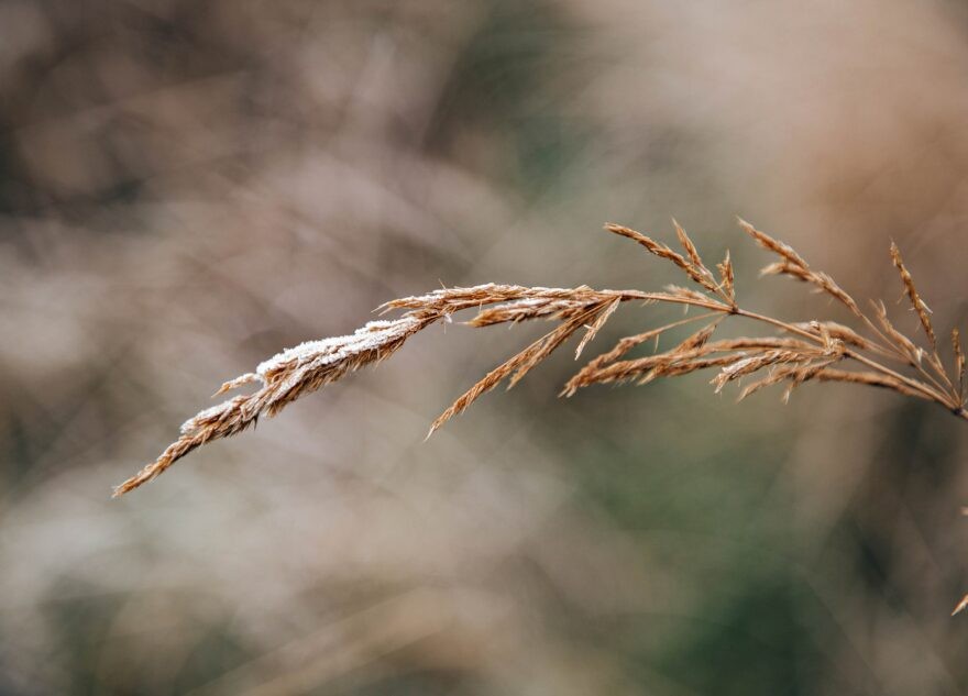 МЧС: заморозки в Тверской области сохранятся