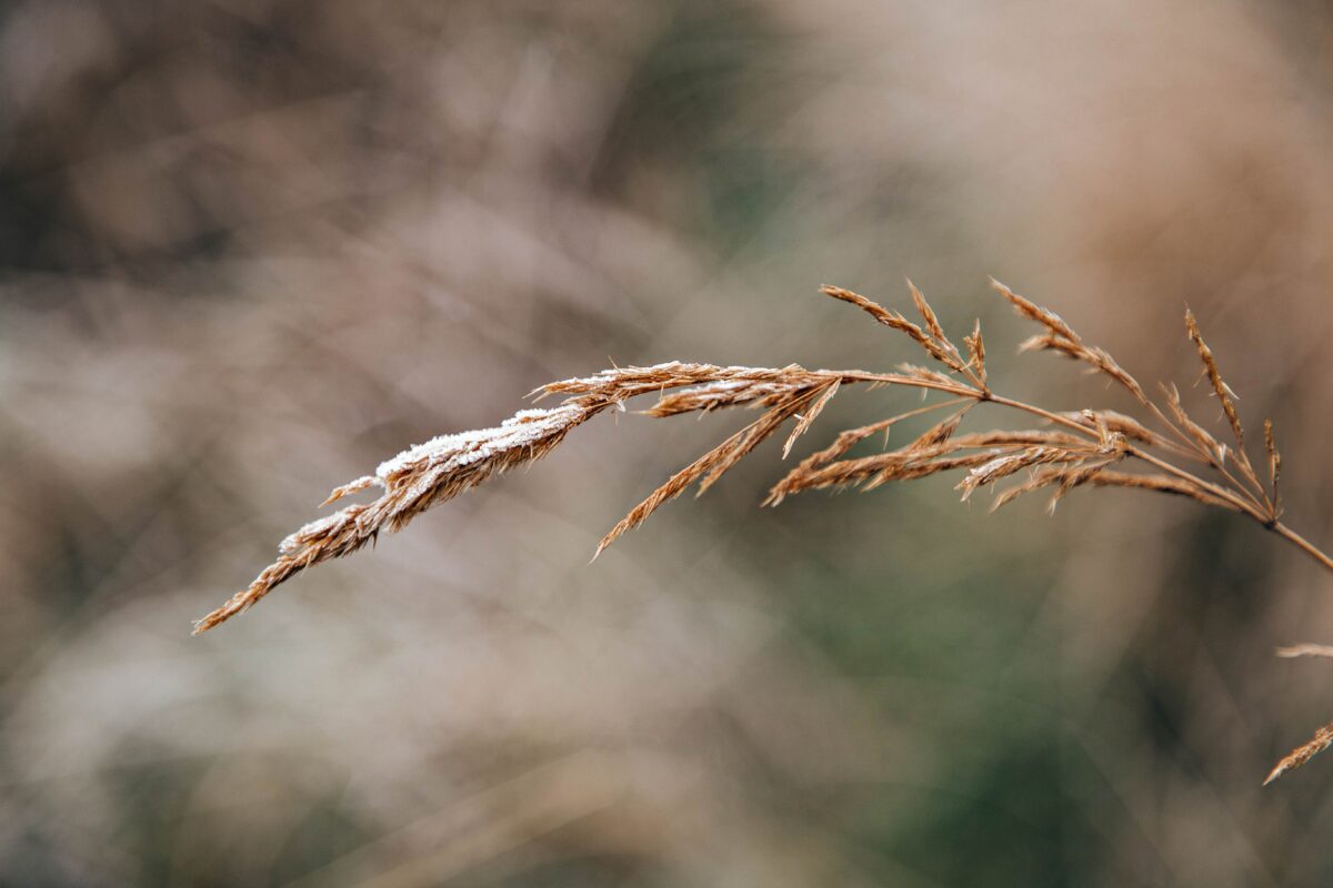 МЧС: заморозки в Тверской области сохранятся