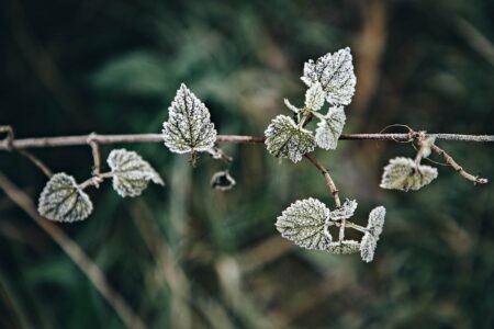 МЧС: в Тверской области ожидаются заморозки