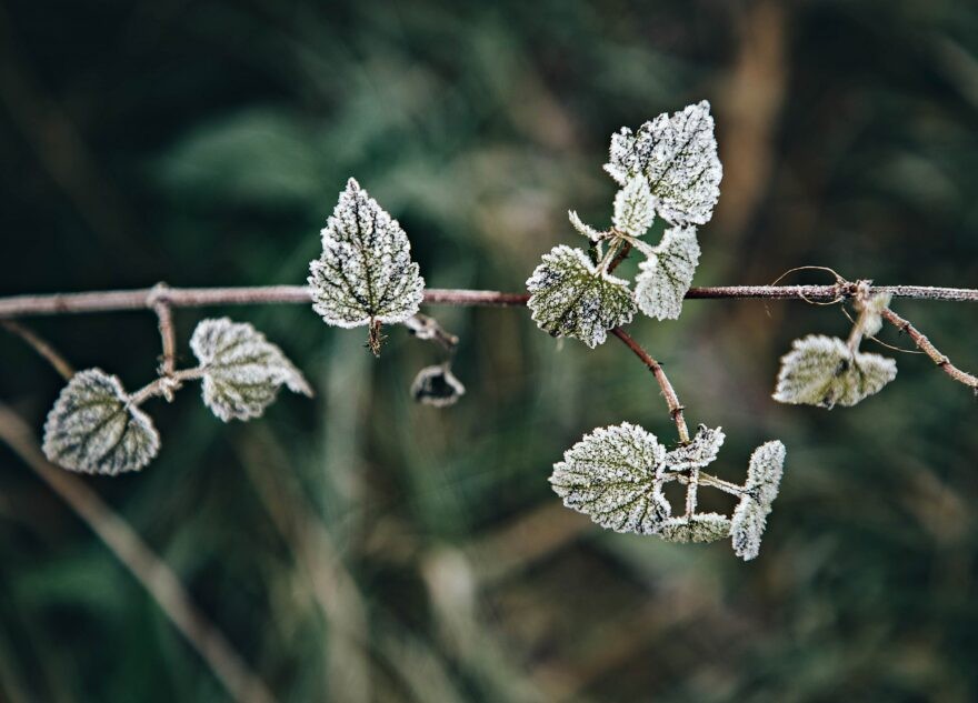 МЧС: в Тверской области ожидаются заморозки