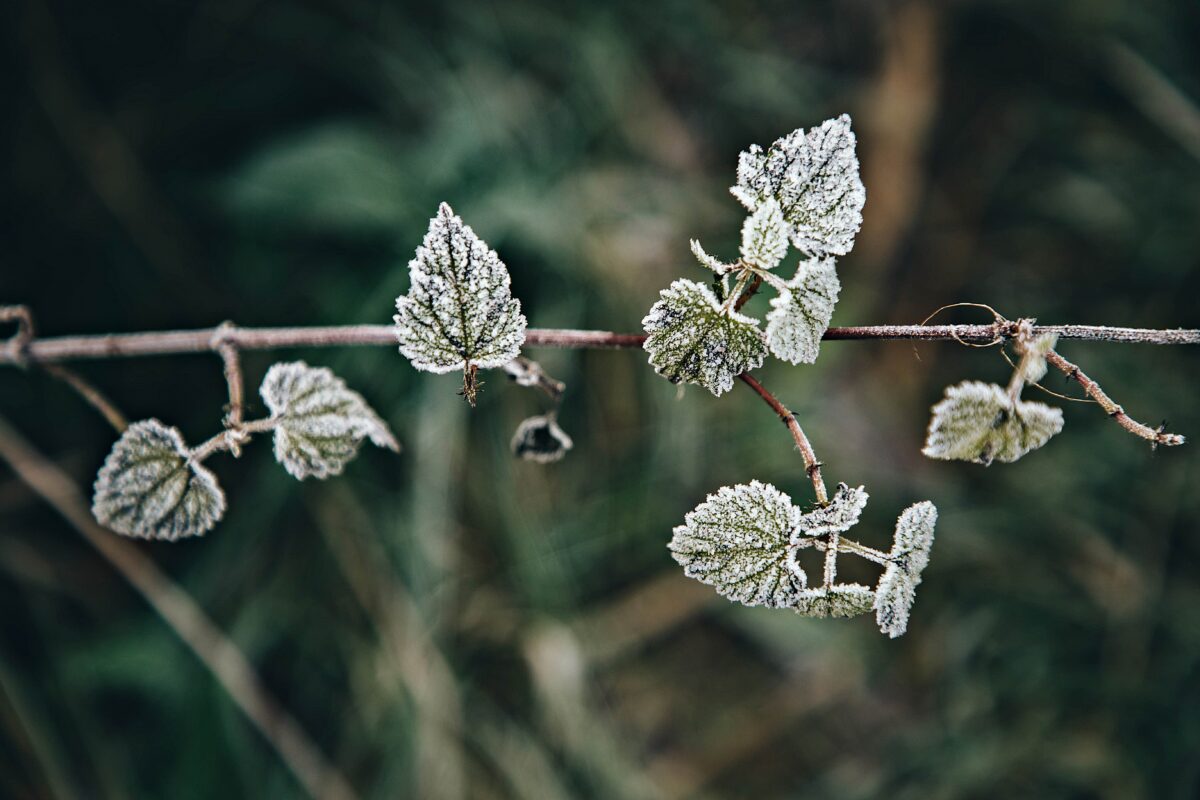 МЧС: в Тверской области ожидаются заморозки