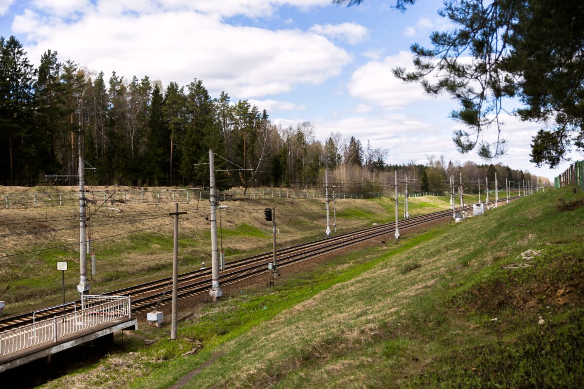 Лось погиб под колёсами скорого поезда в Тверской области