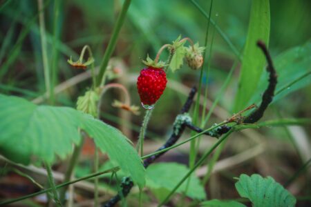 Запасайтесь водой: в Тверской области ожидается первая летняя засуха Запасайтесь водой: в Тверской области ожидается первая летняя засуха