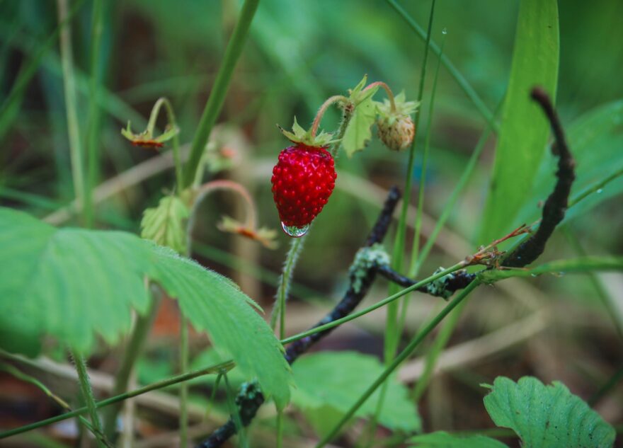 Запасайтесь водой: в Тверской области ожидается первая летняя засуха