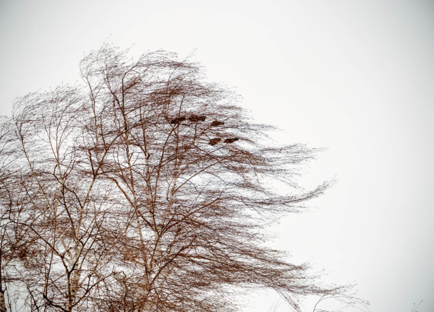 МЧС: В Тверской области усилится северо-западный ветер