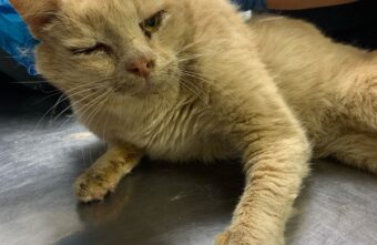 Жители поселка в Тверской области собрали деньги на спасение кота Жители поселка в Тверской области собрали деньги на спасение кота