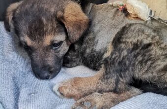 В Тверской области спасли месячного щенка, растерзанного собаками