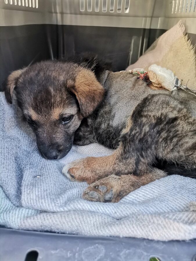 В Тверской области спасли месячного щенка, растерзанного собаками