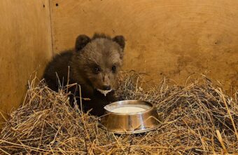 Спасенному в Тверской области медвежонку дали имя   Спасенному в Тверской области медвежонку дали имя