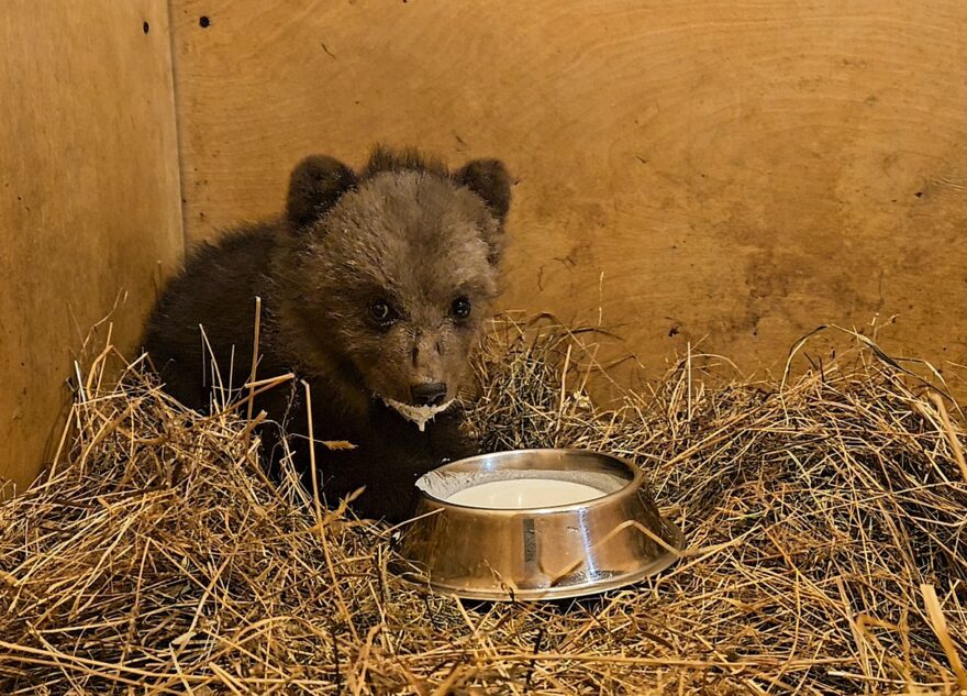 Спасенному в Тверской области медвежонку дали имя  