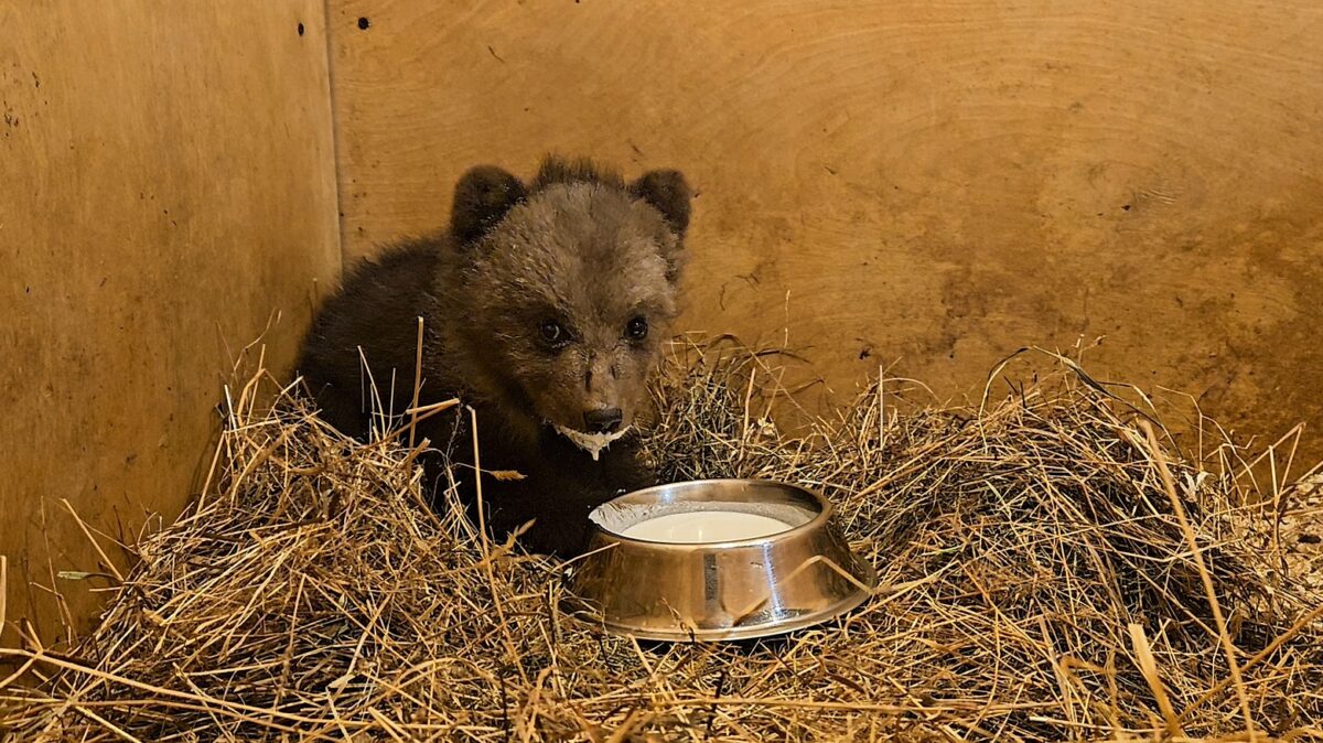 Спасенному в Тверской области медвежонку дали имя  