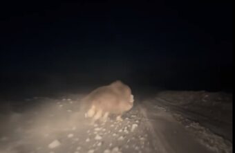 Тверской путешественник встретил в Арктике потомка мамонта