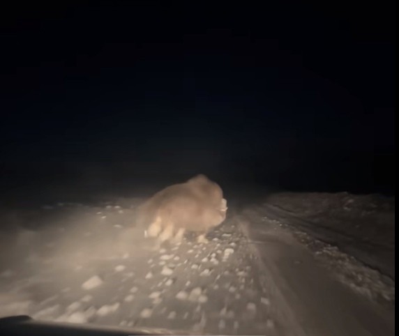 Тверской путешественник встретил в Арктике потомка мамонта