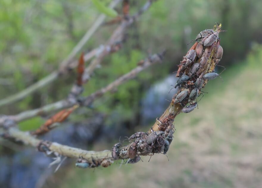 В Тверской области наблюдается нашествие насекомых, которые губят деревья