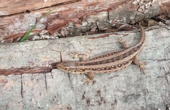 В Тверской области заметили редких ящериц с зеленым языком В Тверской области заметили редких ящериц с зеленым языком