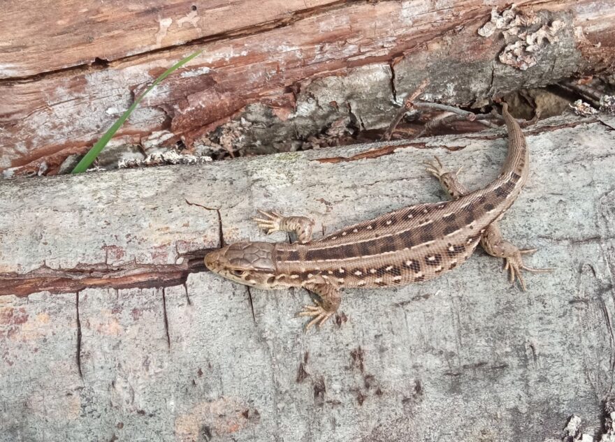 В Тверской области заметили редких ящериц с зеленым языком