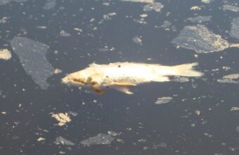 В водоеме в центре Твери погибла рыба