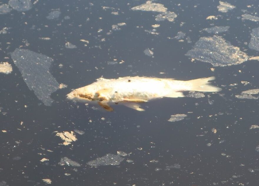 В водоеме в центре Твери погибла рыба