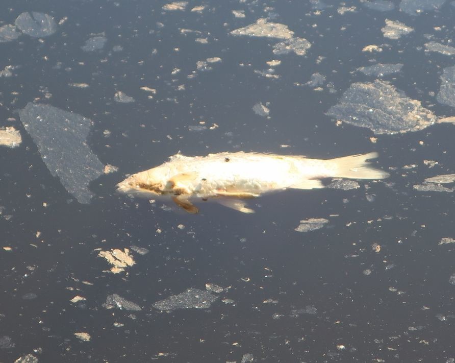 В водоеме в центре Твери погибла рыба