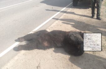 В Тверской области машина насмерть сбила медведя