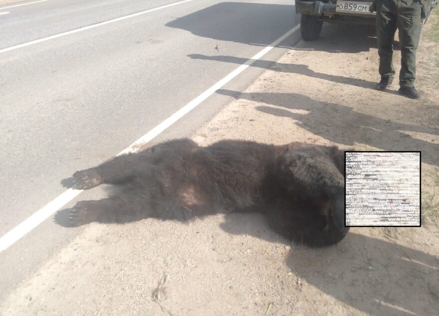 В Тверской области машина насмерть сбила медведя