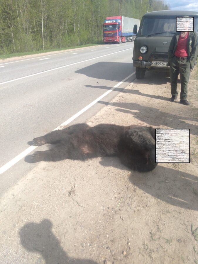 В Тверской области машина насмерть сбила медведя