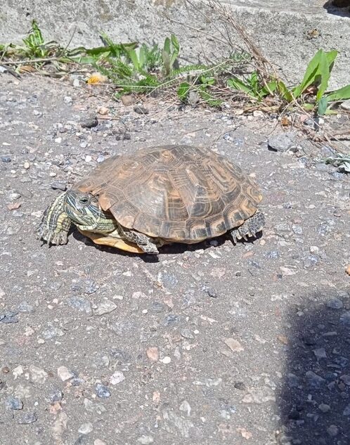 Животные продолжают путешествовать по городам Тверской области