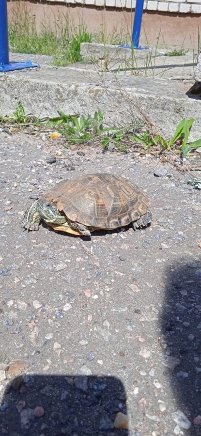 Животные продолжают путешествовать по городам Тверской области