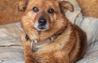 В Тверской области ищут дом для грустного пса, потерявшего хозяев В Тверской области ищут дом для грустного пса, потерявшего хозяев