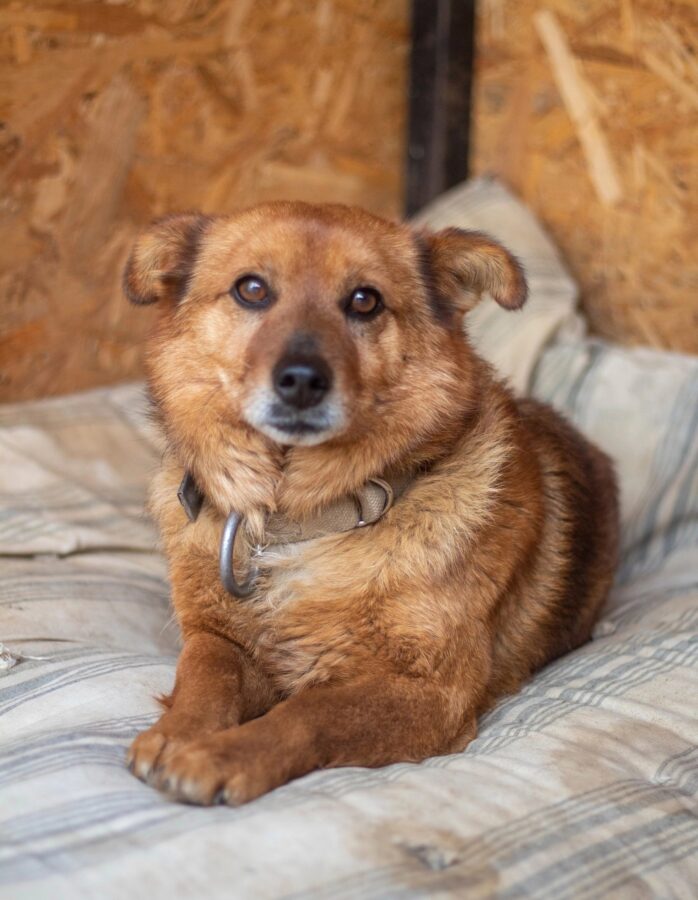 В Тверской области ищут дом для грустного пса, потерявшего хозяев