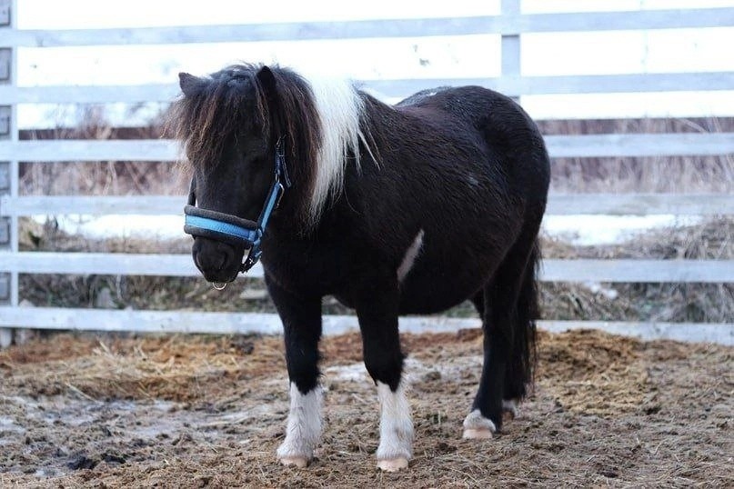 В Тверской области ищут сбежавших жеребёнка и пони