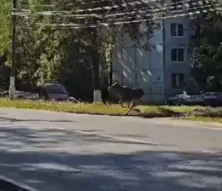 По улицам Твери бегал напуганный лось