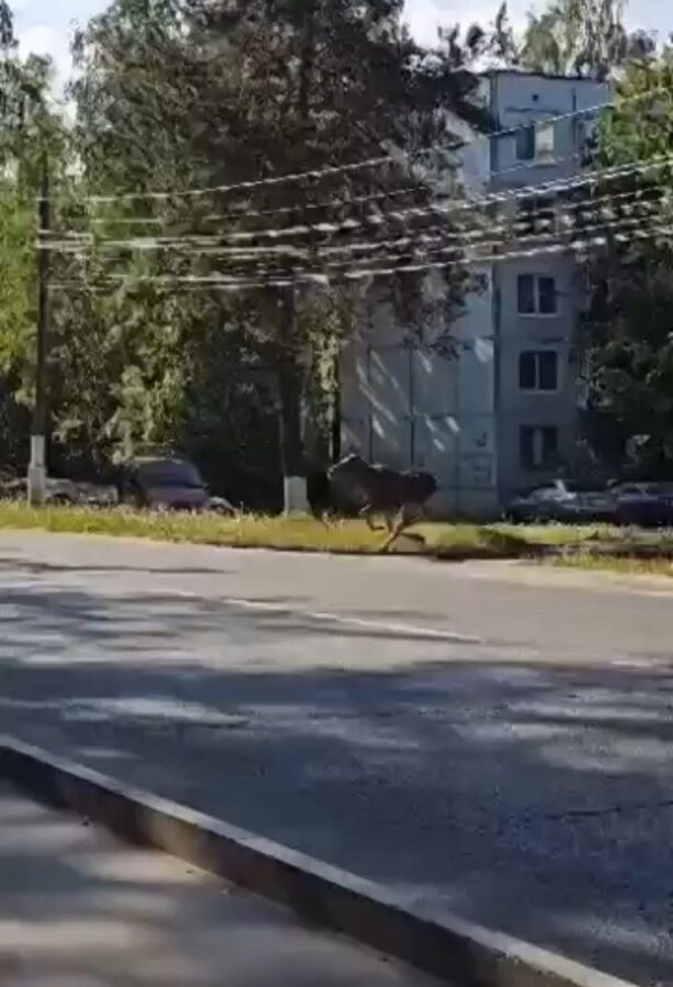 По улицам Твери бегал напуганный лось