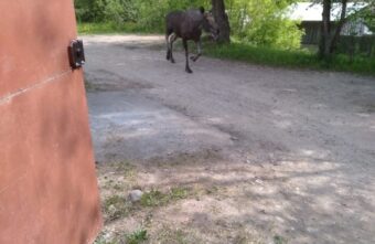 Лось вышел на прогулку по одному из городов Тверской области