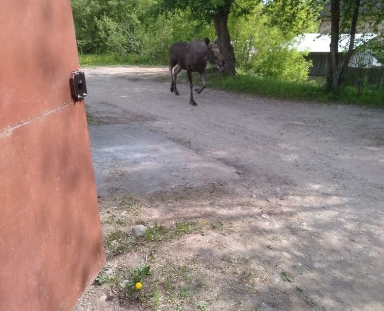 Лось вышел на прогулку по одному из городов Тверской области