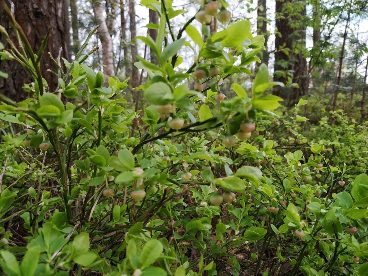 В лесах Тверской области зацвела черника