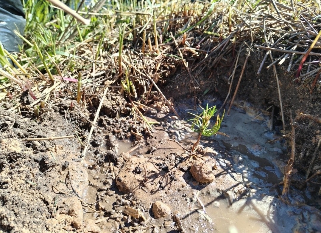 Активисты «Единой России» приняли участие в экологической акции
