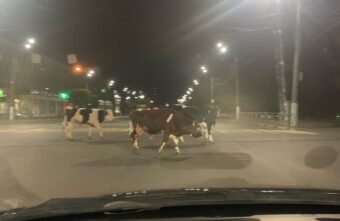 В Твери бычки нарушили ПДД и перешли дорогу на красный свет В Твери бычки нарушили ПДД и перешли дорогу на красный свет