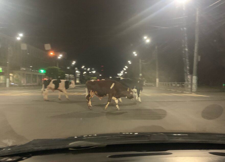 В Твери бычки нарушили ПДД и перешли дорогу на красный свет